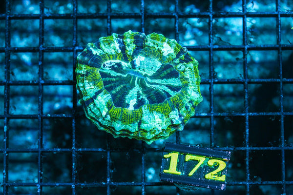 wholesale_coral - saltwater_fish saltwater_coral - rare corals - coralsdepot - Corals_Depot - live_corals - eye-catching-coral quality_marine_fish -quality-marine discoun
