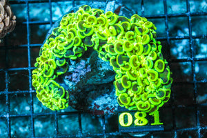 wholesale_coral - saltwater_fish saltwater_coral - rare corals - coralsdepot - Corals_Depot - live_corals - eye-catching-coral quality_marine_fish -quality-marine discoun