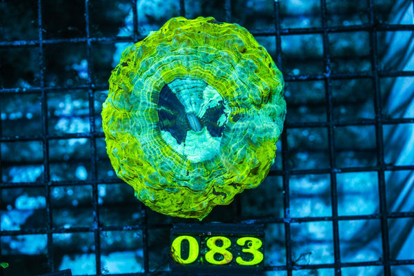 wholesale_coral - saltwater_fish saltwater_coral - rare corals - coralsdepot - Corals_Depot - live_corals - eye-catching-coral quality_marine_fish -quality-marine discoun
