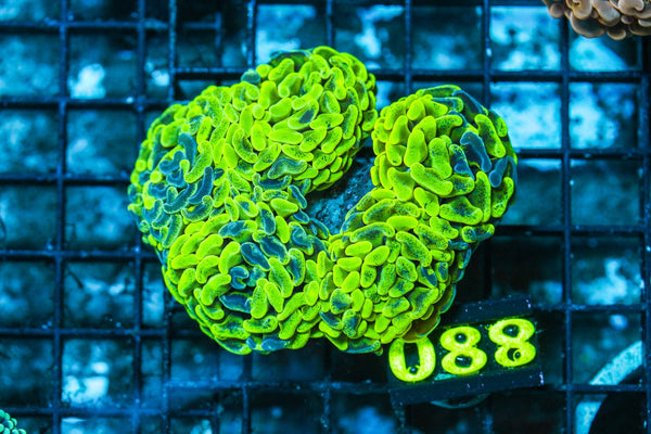 wholesale_coral - saltwater_fish saltwater_coral - rare corals - coralsdepot - Corals_Depot - live_corals - eye-catching-coral quality_marine_fish -quality-marine discoun