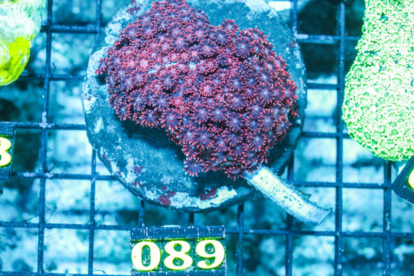 wholesale_coral - saltwater_fish saltwater_coral - rare corals - coralsdepot - Corals_Depot - live_corals - eye-catching-coral quality_marine_fish -quality-marine discoun