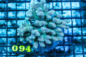 wholesale_coral - saltwater_fish saltwater_coral - rare corals - coralsdepot - Corals_Depot - live_corals - eye-catching-coral quality_marine_fish -quality-marine discoun