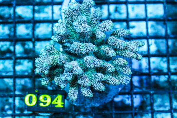 wholesale_coral - saltwater_fish saltwater_coral - rare corals - coralsdepot - Corals_Depot - live_corals - eye-catching-coral quality_marine_fish -quality-marine discoun