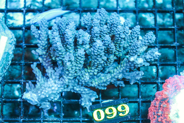 wholesale_coral - saltwater_fish saltwater_coral - rare corals - coralsdepot - Corals_Depot - live_corals - eye-catching-coral quality_marine_fish -quality-marine discoun