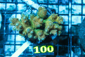 wholesale_coral - saltwater_fish saltwater_coral - rare corals - coralsdepot - Corals_Depot - live_corals - eye-catching-coral quality_marine_fish -quality-marine discoun