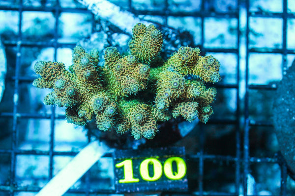 wholesale_coral - saltwater_fish saltwater_coral - rare corals - coralsdepot - Corals_Depot - live_corals - eye-catching-coral quality_marine_fish -quality-marine discoun