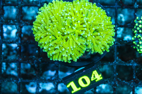 wholesale_coral - saltwater_fish saltwater_coral - rare corals - coralsdepot - Corals_Depot - live_corals - eye-catching-coral quality_marine_fish -quality-marine discoun