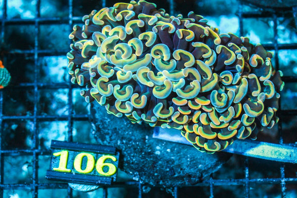 wholesale_coral - saltwater_fish saltwater_coral - rare corals - coralsdepot - Corals_Depot - live_corals - eye-catching-coral quality_marine_fish -quality-marine discoun