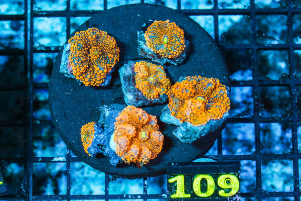 wholesale_coral - saltwater_fish saltwater_coral - rare corals - coralsdepot - Corals_Depot - live_corals - eye-catching-coral quality_marine_fish -quality-marine discoun