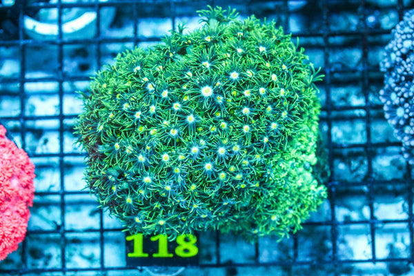 wholesale_coral - saltwater_fish saltwater_coral - rare corals - coralsdepot - Corals_Depot - live_corals - eye-catching-coral quality_marine_fish -quality-marine discoun