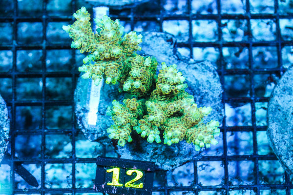 wholesale_coral - saltwater_fish saltwater_coral - rare corals - coralsdepot - Corals_Depot - live_corals - eye-catching-coral quality_marine_fish -quality-marine discoun