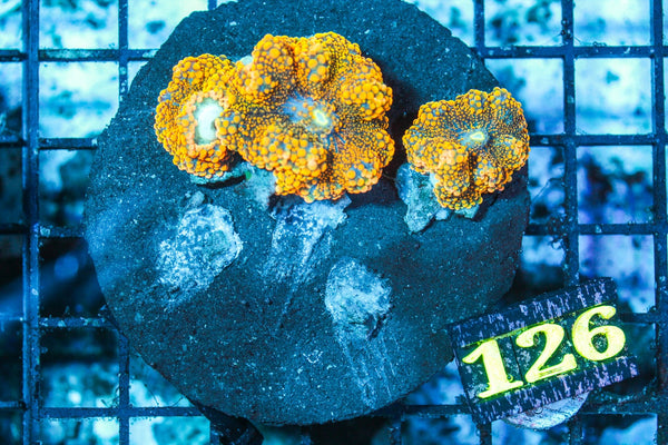 wholesale_coral - saltwater_fish saltwater_coral - rare corals - coralsdepot - Corals_Depot - live_corals - eye-catching-coral quality_marine_fish -quality-marine discoun