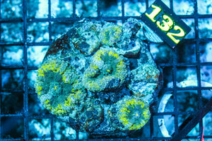 wholesale_coral - saltwater_fish saltwater_coral - rare corals - coralsdepot - Corals_Depot - live_corals - eye-catching-coral quality_marine_fish -quality-marine discoun