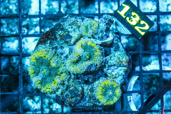 wholesale_coral - saltwater_fish saltwater_coral - rare corals - coralsdepot - Corals_Depot - live_corals - eye-catching-coral quality_marine_fish -quality-marine discoun