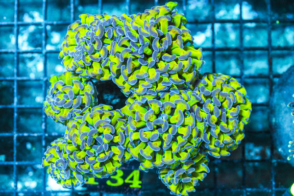 wholesale_coral - saltwater_fish saltwater_coral - rare corals - coralsdepot - Corals_Depot - live_corals - eye-catching-coral quality_marine_fish -quality-marine discoun