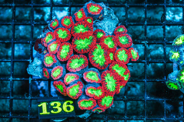 wholesale_coral - saltwater_fish saltwater_coral - rare corals - coralsdepot - Corals_Depot - live_corals - eye-catching-coral quality_marine_fish -quality-marine discoun