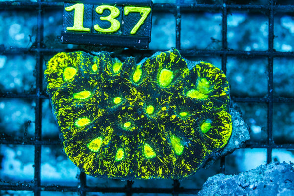 wholesale_coral - saltwater_fish saltwater_coral - rare corals - coralsdepot - Corals_Depot - live_corals - eye-catching-coral quality_marine_fish -quality-marine discoun