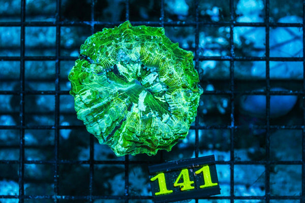 wholesale_coral - saltwater_fish saltwater_coral - rare corals - coralsdepot - Corals_Depot - live_corals - eye-catching-coral quality_marine_fish -quality-marine discoun