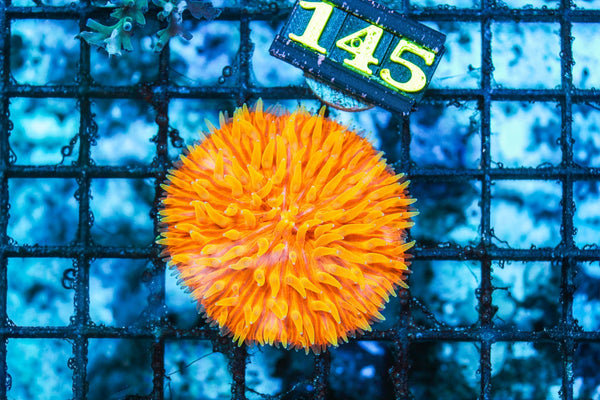 wholesale_coral - saltwater_fish saltwater_coral - rare corals - coralsdepot - Corals_Depot - live_corals - eye-catching-coral quality_marine_fish -quality-marine discoun