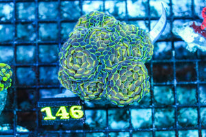 wholesale_coral - saltwater_fish saltwater_coral - rare corals - coralsdepot - Corals_Depot - live_corals - eye-catching-coral quality_marine_fish -quality-marine discoun