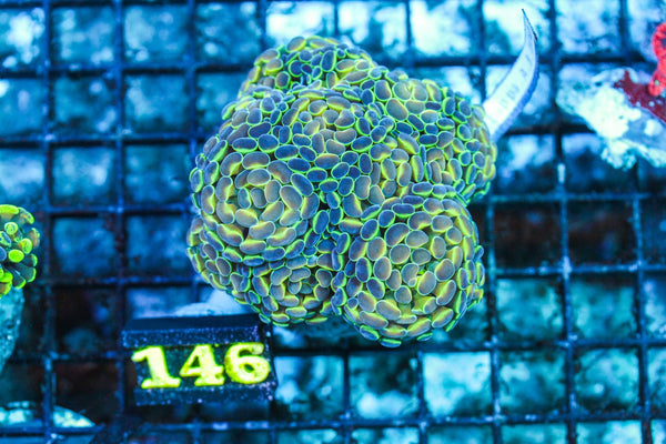 wholesale_coral - saltwater_fish saltwater_coral - rare corals - coralsdepot - Corals_Depot - live_corals - eye-catching-coral quality_marine_fish -quality-marine discoun
