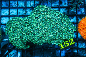 wholesale_coral - saltwater_fish saltwater_coral - rare corals - coralsdepot - Corals_Depot - live_corals - eye-catching-coral quality_marine_fish -quality-marine discoun