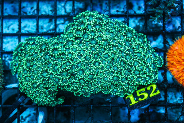 wholesale_coral - saltwater_fish saltwater_coral - rare corals - coralsdepot - Corals_Depot - live_corals - eye-catching-coral quality_marine_fish -quality-marine discoun