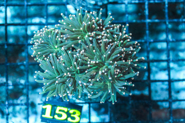wholesale_coral - saltwater_fish saltwater_coral - rare corals - coralsdepot - Corals_Depot - live_corals - eye-catching-coral quality_marine_fish -quality-marine discoun