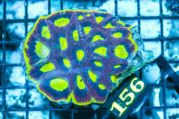 wholesale_coral - saltwater_fish saltwater_coral - rare corals - coralsdepot - Corals_Depot - live_corals - eye-catching-coral quality_marine_fish -quality-marine discoun