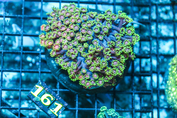 wholesale_coral - saltwater_fish saltwater_coral - rare corals - coralsdepot - Corals_Depot - live_corals - eye-catching-coral quality_marine_fish -quality-marine discoun