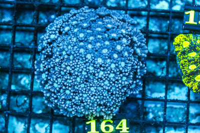 wholesale_coral - saltwater_fish saltwater_coral - rare corals - coralsdepot - Corals_Depot - live_corals - eye-catching-coral quality_marine_fish -quality-marine discoun
