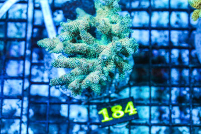 wholesale_coral - saltwater_fish saltwater_coral - rare corals - coralsdepot - Corals_Depot - live_corals - eye-catching-coral quality_marine_fish -quality-marine discoun