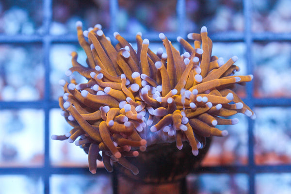 wholesale_coral - saltwater_fish saltwater_coral - rare corals - coralsdepot - Corals_Depot - live_corals - eye - catching - coral quality_marine_fish - quality - marine discoun
