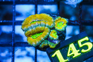 wholesale_coral - saltwater_fish saltwater_coral - rare corals - coralsdepot - Corals_Depot - live_corals - eye - catching - coral quality_marine_fish - quality - marine discoun