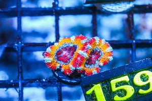 wholesale_coral - saltwater_fish saltwater_coral - rare corals - coralsdepot - Corals_Depot - live_corals - eye - catching - coral quality_marine_fish - quality - marine discoun
