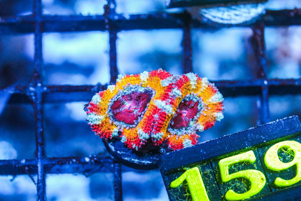wholesale_coral - saltwater_fish saltwater_coral - rare corals - coralsdepot - Corals_Depot - live_corals - eye - catching - coral quality_marine_fish - quality - marine discoun