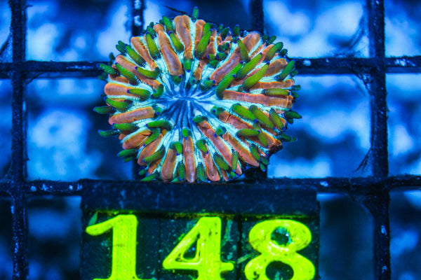 wholesale_coral - saltwater_fish saltwater_coral - rare corals - coralsdepot - Corals_Depot - live_corals - eye - catching - coral quality_marine_fish - quality - marine discoun