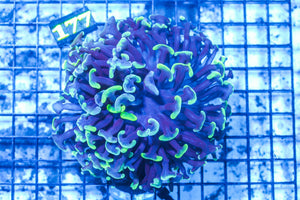 wholesale_coral - saltwater_fish saltwater_coral - rare corals - coralsdepot - Corals_Depot - live_corals - eye - catching - coral quality_marine_fish - quality - marine discoun