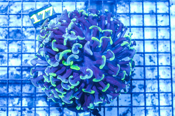 wholesale_coral - saltwater_fish saltwater_coral - rare corals - coralsdepot - Corals_Depot - live_corals - eye - catching - coral quality_marine_fish - quality - marine discoun