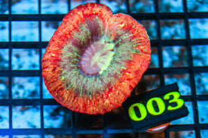 wholesale_coral - saltwater_fish saltwater_coral - rare corals - coralsdepot - Corals_Depot - live_corals - eye - catching - coral quality_marine_fish - quality - marine discoun