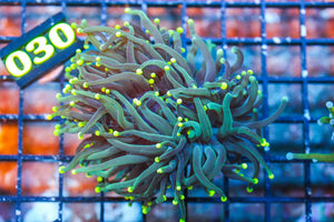 wholesale_coral - saltwater_fish saltwater_coral - rare corals - coralsdepot - Corals_Depot - live_corals - eye - catching - coral quality_marine_fish - quality - marine discoun