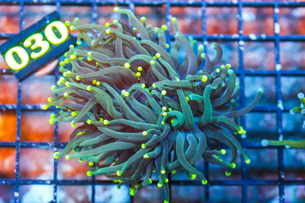 wholesale_coral - saltwater_fish saltwater_coral - rare corals - coralsdepot - Corals_Depot - live_corals - eye - catching - coral quality_marine_fish - quality - marine discoun
