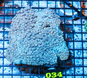 wholesale_coral - saltwater_fish saltwater_coral - rare corals - coralsdepot - Corals_Depot - live_corals - eye - catching - coral quality_marine_fish - quality - marine discoun