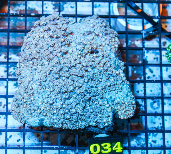 wholesale_coral - saltwater_fish saltwater_coral - rare corals - coralsdepot - Corals_Depot - live_corals - eye - catching - coral quality_marine_fish - quality - marine discoun