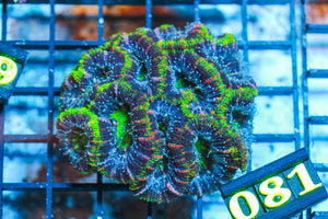 wholesale_coral - saltwater_fish saltwater_coral - rare corals - coralsdepot - Corals_Depot - live_corals - eye - catching - coral quality_marine_fish - quality - marine discoun