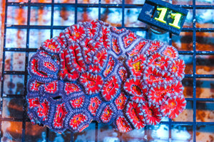 wholesale_coral - saltwater_fish saltwater_coral - rare corals - coralsdepot - Corals_Depot - live_corals - eye - catching - coral quality_marine_fish - quality - marine discoun