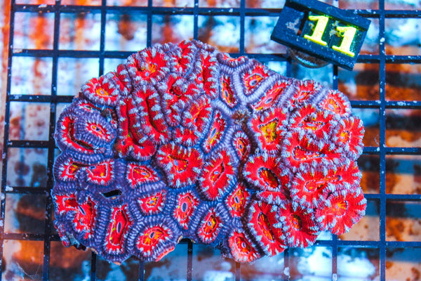 wholesale_coral - saltwater_fish saltwater_coral - rare corals - coralsdepot - Corals_Depot - live_corals - eye - catching - coral quality_marine_fish - quality - marine discoun
