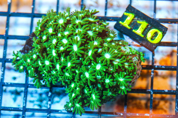 wholesale_coral - saltwater_fish saltwater_coral - rare corals - coralsdepot - Corals_Depot - live_corals - eye - catching - coral quality_marine_fish - quality - marine discoun