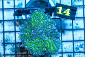 wholesale_coral - saltwater_fish saltwater_coral - rare corals - coralsdepot - Corals_Depot - live_corals - eye - catching - coral quality_marine_fish - quality - marine discoun