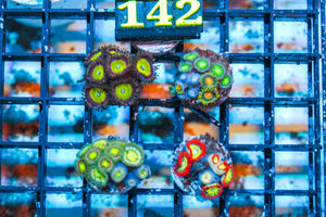 wholesale_coral - saltwater_fish saltwater_coral - rare corals - coralsdepot - Corals_Depot - live_corals - eye - catching - coral quality_marine_fish - quality - marine discoun